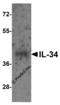 Interleukin 34 antibody, 4781, ProSci, Western Blot image 