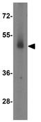 Embryonic Ectoderm Development antibody, GTX31494, GeneTex, Western Blot image 
