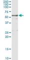 Kininogen 1 antibody, H00003827-M02, Novus Biologicals, Immunoprecipitation image 