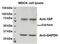 Yes Associated Protein 1 antibody, NBP1-46105, Novus Biologicals, Western Blot image 