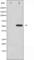 Programmed Cell Death 4 antibody, abx012061, Abbexa, Western Blot image 