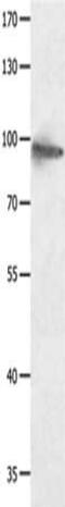 Hyperpolarization Activated Cyclic Nucleotide Gated Potassium Channel 1 antibody, CSB-PA409812, Cusabio, Western Blot image 