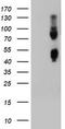 Carboxypeptidase O antibody, TA504593, Origene, Western Blot image 