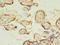 Solute Carrier Family 13 Member 4 antibody, LS-C372283, Lifespan Biosciences, Immunohistochemistry paraffin image 