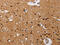 Interleukin 17 Receptor A antibody, CSB-PA703502, Cusabio, Immunohistochemistry paraffin image 