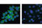 Inhibitor Of Nuclear Factor Kappa B Kinase Subunit Epsilon antibody, 3416T, Cell Signaling Technology, Immunofluorescence image 