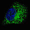 GABA Type A Receptor-Associated Protein antibody, MBS9204011, MyBioSource, Immunofluorescence image 