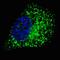 GABA Type A Receptor-Associated Protein antibody, MBS9204011, MyBioSource, Immunofluorescence image 