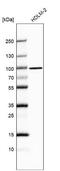 Tyrosine-protein phosphatase non-receptor type 4 antibody, NBP1-80867, Novus Biologicals, Western Blot image 