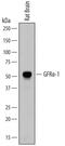 GDNF Family Receptor Alpha 1 antibody, AF560, R&D Systems, Western Blot image 