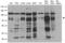 Protein Kinase C Delta antibody, LS-C796576, Lifespan Biosciences, Western Blot image 
