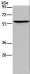 Adrenoceptor Alpha 1B antibody, LS-C402150, Lifespan Biosciences, Western Blot image 