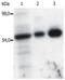 FYN Proto-Oncogene, Src Family Tyrosine Kinase antibody, GTX21881, GeneTex, Immunoprecipitation image 