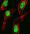 Homeobox C10 antibody, PA5-35236, Invitrogen Antibodies, Immunofluorescence image 