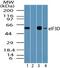 Eukaryotic Translation Initiation Factor 3 Subunit D antibody, PA5-23293, Invitrogen Antibodies, Western Blot image 