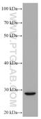 TNF Superfamily Member 10 antibody, 66756-1-Ig, Proteintech Group, Western Blot image 