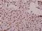 ST18 C2H2C-Type Zinc Finger Transcription Factor antibody, A10267, Boster Biological Technology, Immunohistochemistry frozen image 