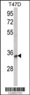Tetraspanin 12 antibody, MBS9208479, MyBioSource, Western Blot image 