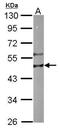 Protein RUFY3 antibody, PA5-31311, Invitrogen Antibodies, Western Blot image 