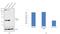 Proteasome 26S Subunit, Non-ATPase 14 antibody, 38-0200, Invitrogen Antibodies, Western Blot image 