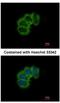 Eukaryotic Translation Initiation Factor 4B antibody, NBP2-16306, Novus Biologicals, Immunocytochemistry image 