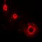 Ferritin Light Chain antibody, orb378066, Biorbyt, Immunofluorescence image 