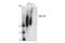 Podocalyxin Like antibody, 4746T, Cell Signaling Technology, Western Blot image 