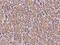 Crossover junction endonuclease MUS81 antibody, 200733-T08, Sino Biological, Immunohistochemistry paraffin image 