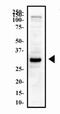 Oligodendrocyte Transcription Factor 2 antibody, NBP2-27301, Novus Biologicals, Western Blot image 