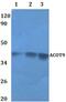 Acyl-CoA Thioesterase 9 antibody, PA5-75868, Invitrogen Antibodies, Western Blot image 