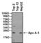 Apolipoprotein A1 antibody, MA5-14732, Invitrogen Antibodies, Western Blot image 