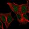 Forkhead Box R2 antibody, PA5-56947, Invitrogen Antibodies, Immunofluorescence image 