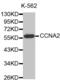 Cyclin A2 antibody, abx000530, Abbexa, Western Blot image 