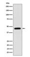 WD Repeat Domain, Phosphoinositide Interacting 1 antibody, M06206-2, Boster Biological Technology, Western Blot image 