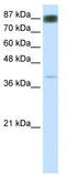 Nuclear Factor Of Activated T Cells 4 antibody, TA329760, Origene, Western Blot image 