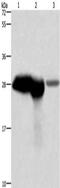 Calbindin 1 antibody, CSB-PA221830, Cusabio, Western Blot image 