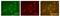 Vesicle Associated Membrane Protein 5 antibody, GTX632270, GeneTex, Immunofluorescence image 