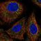 Growth Factor, Augmenter Of Liver Regeneration antibody, PA5-66596, Invitrogen Antibodies, Immunofluorescence image 