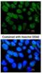 Nuclear receptor subfamily 5 group A member 2 antibody, NBP1-32489, Novus Biologicals, Immunocytochemistry image 