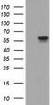 Cytoplasmic dynein 1 light intermediate chain 1 antibody, TA501500, Origene, Western Blot image 