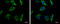 Pyruvate Kinase L/R antibody, GTX111536, GeneTex, Immunofluorescence image 