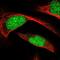 Endothelin-converting enzyme 2 antibody, PA5-66470, Invitrogen Antibodies, Immunofluorescence image 