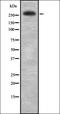 C1q And TNF Related 2 antibody, orb337211, Biorbyt, Western Blot image 
