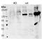 Contactin-4 antibody, MBS422930, MyBioSource, Western Blot image 