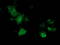 Mahogunin Ring Finger 1 antibody, TA502685, Origene, Immunofluorescence image 