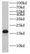 GABA Type A Receptor Associated Protein Like 1 antibody, FNab03275, FineTest, Western Blot image 