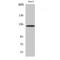 Fibulin 2 antibody, LS-B15624, Lifespan Biosciences, Western Blot image 