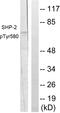 Protein Tyrosine Phosphatase Non-Receptor Type 11 antibody, LS-C199572, Lifespan Biosciences, Western Blot image 