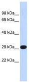 mtTFA antibody, TA344230, Origene, Western Blot image 