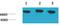 Heat Shock Protein Family A (Hsp70) Member 8 antibody, GTX33999, GeneTex, Western Blot image 